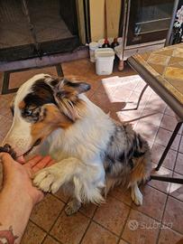 Pastore australiano con pedigree disponibile monta