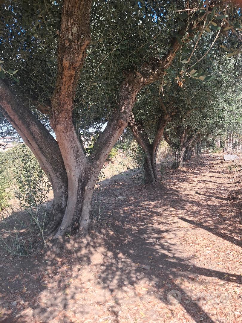 Terreno agricolo coltivato - Vista 4