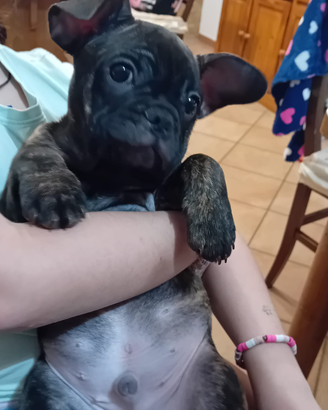 Bulldog