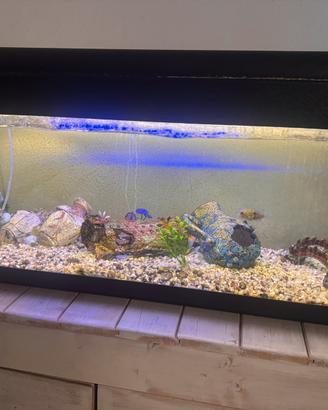 Acquario completo