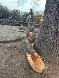 Tronco Legna branca di un pino/ cedro tronco