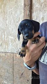 Cuccioli di cane bassotto