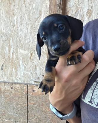 Cuccioli di cane bassotto