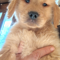 Golden retriever linea Americana, 3246104557