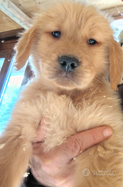 Golden retriever linea Americana, 3246104557