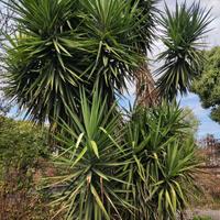 Pianta Yucca Elephantipes