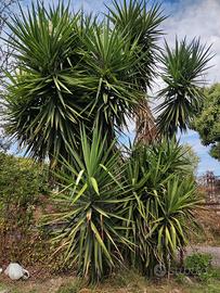 Pianta Yucca Elephantipes