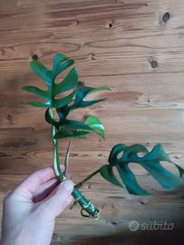 Monstera Minima - Rhaphidophora Tetrasperma