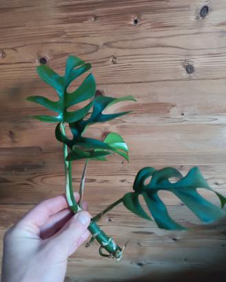 Monstera Minima - Rhaphidophora Tetrasperma