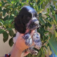 Cuccioli Cocker