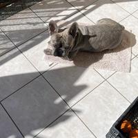 Disponibile per monta