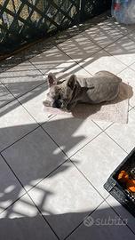 Disponibile per monta