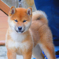 Meravigliosa Cucciola Shiba Inu da Allevamento