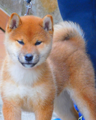 Meravigliosa Cucciola Shiba Inu da Allevamento
