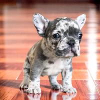 Stupendo cucciolo di BULLDOG FRANCESE ESOTICO
