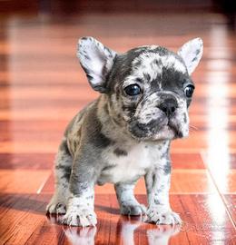 Stupendo cucciolo di BULLDOG FRANCESE ESOTICO