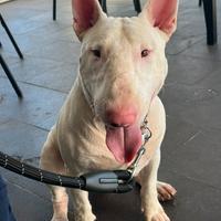 Bull Terrier per monta