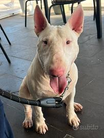 Bull Terrier per monta