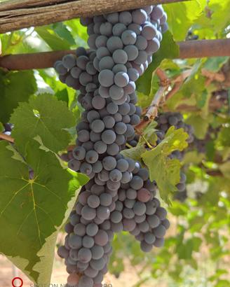 Uva da vino
