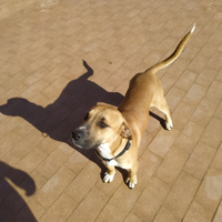 Pitbull Mix
