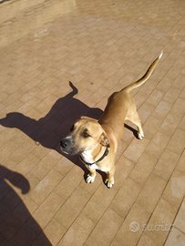 Pitbull Mix