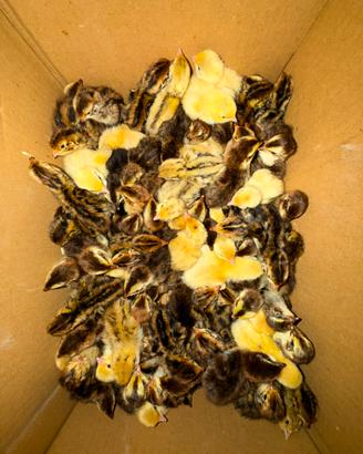 Pulcini ornamentali