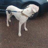Dogo argentino
