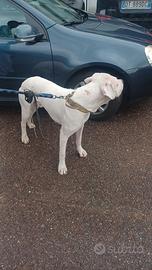 Dogo argentino