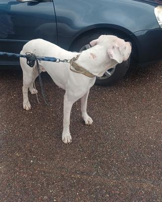 Dogo argentino