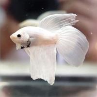 Betta splendens veiltail white maschi