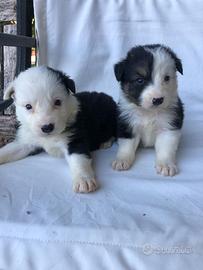 Border collie