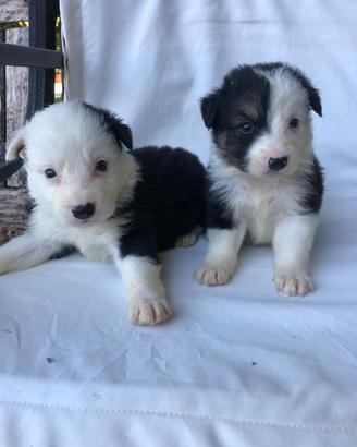 Border collie