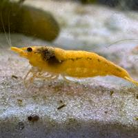 NeoCaridina Yello Fire