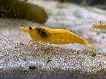 NeoCaridina Yello Fire