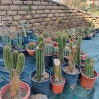 piante grasse