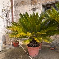Cycas in vaso