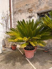 Cycas in vaso
