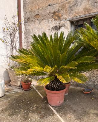 Cycas in vaso