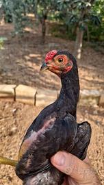 Ko shamo coppie gallo gallina consegno italia
