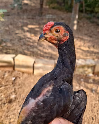 Ko shamo coppie gallo gallina consegno italia