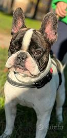 Bulldog francese