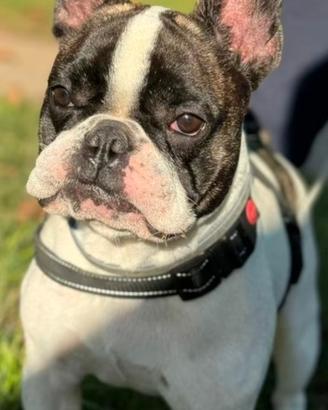 Bulldog francese