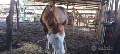 Puledro quarter, Paint