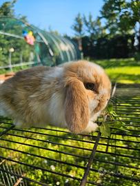 Coniglio nano ariete miniloop