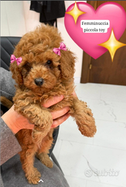 Barboncini mini toy/toy