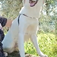 Terence/Noemi 4anni e 1/2 aspettano da cuccioliSUD