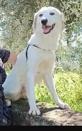Terence/Noemi 4anni e 1/2 aspettano da cuccioliSUD