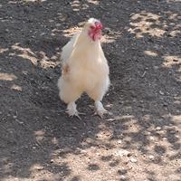 Gallo moroseta