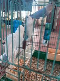 Inseparabili