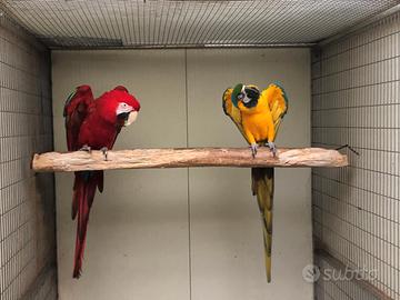 Ara chlorptera ed altri pappagalli